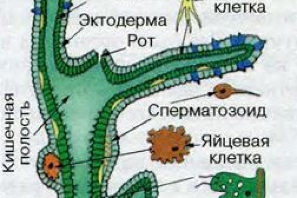 Ссылка на кракен шоп