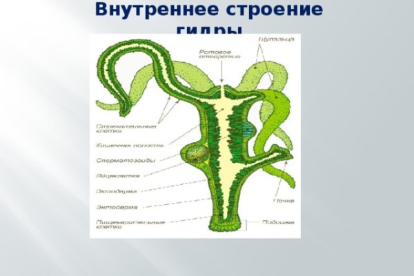 Kraken link